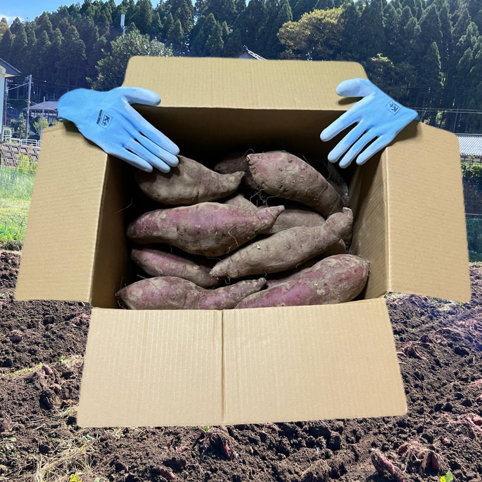 紅はるか20kg【10kg×2箱】 蜜たっぷり！富山県産『紅はるか』(20kg) ｜ 野菜/さつまいも 産直