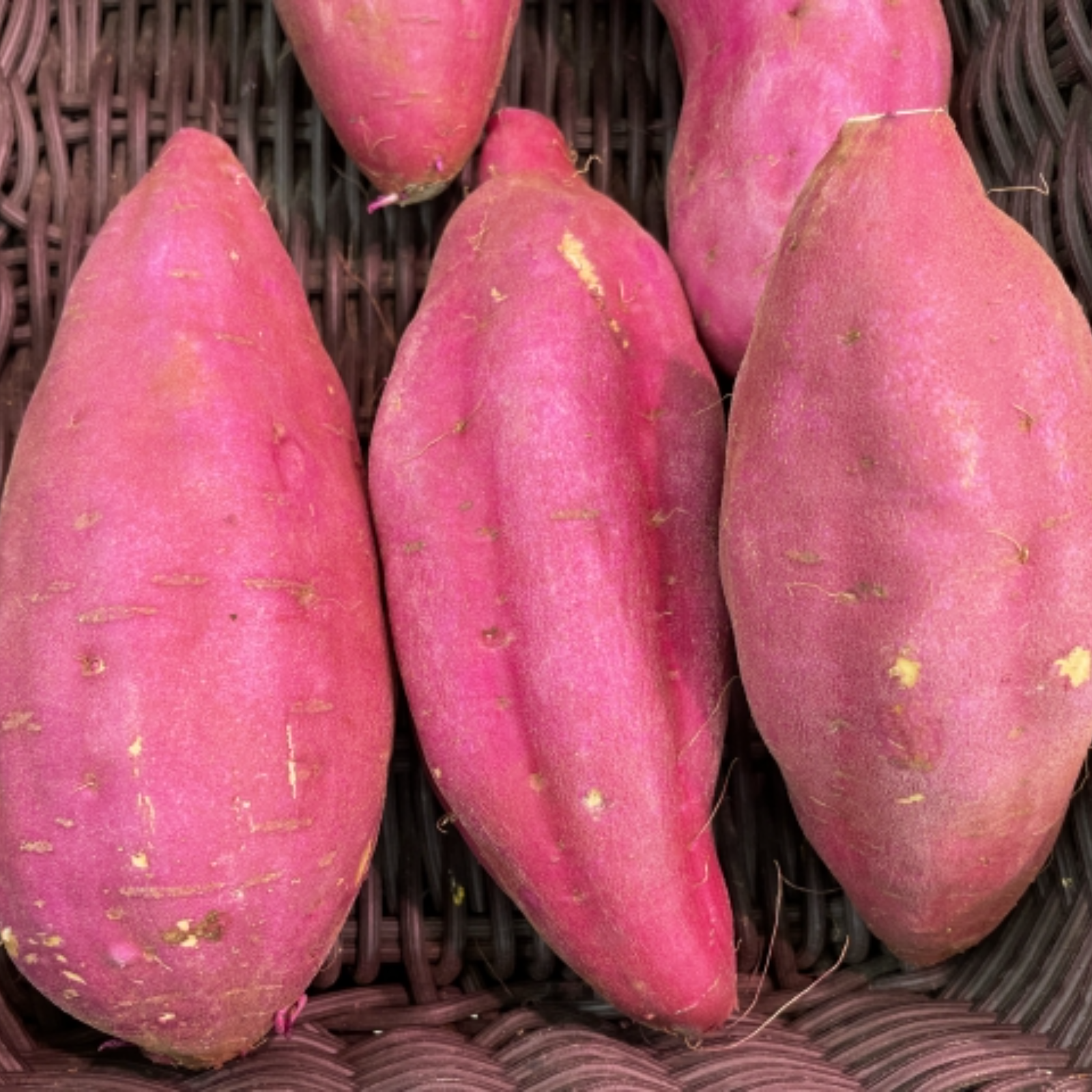 栽培期間中農薬・化学肥料不使用のさつまいも／千葉産の紅あずま1.5kg