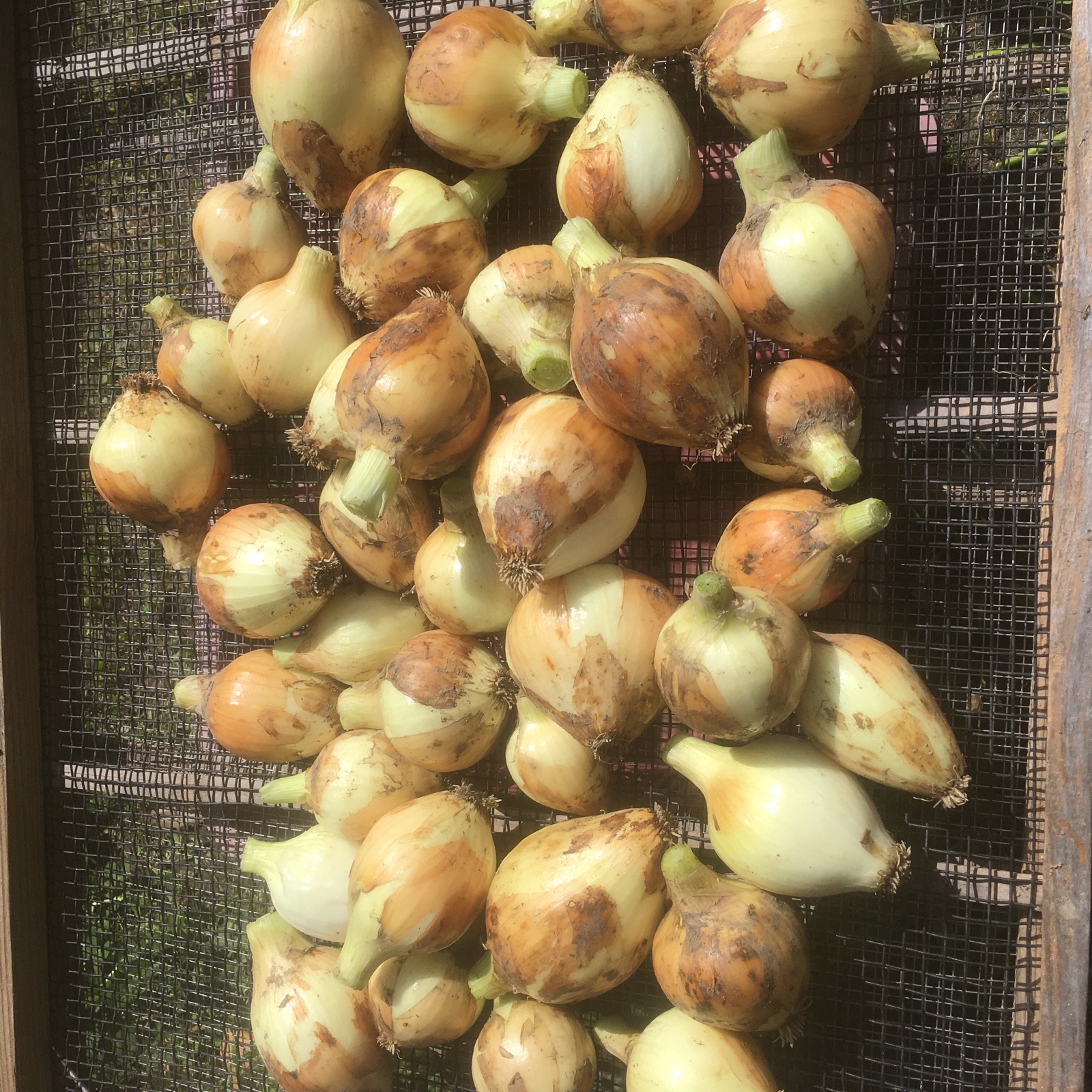 自然栽培／淡路島極早生玉ねぎ | 野菜/玉ねぎ 産直アウル 農家から直接