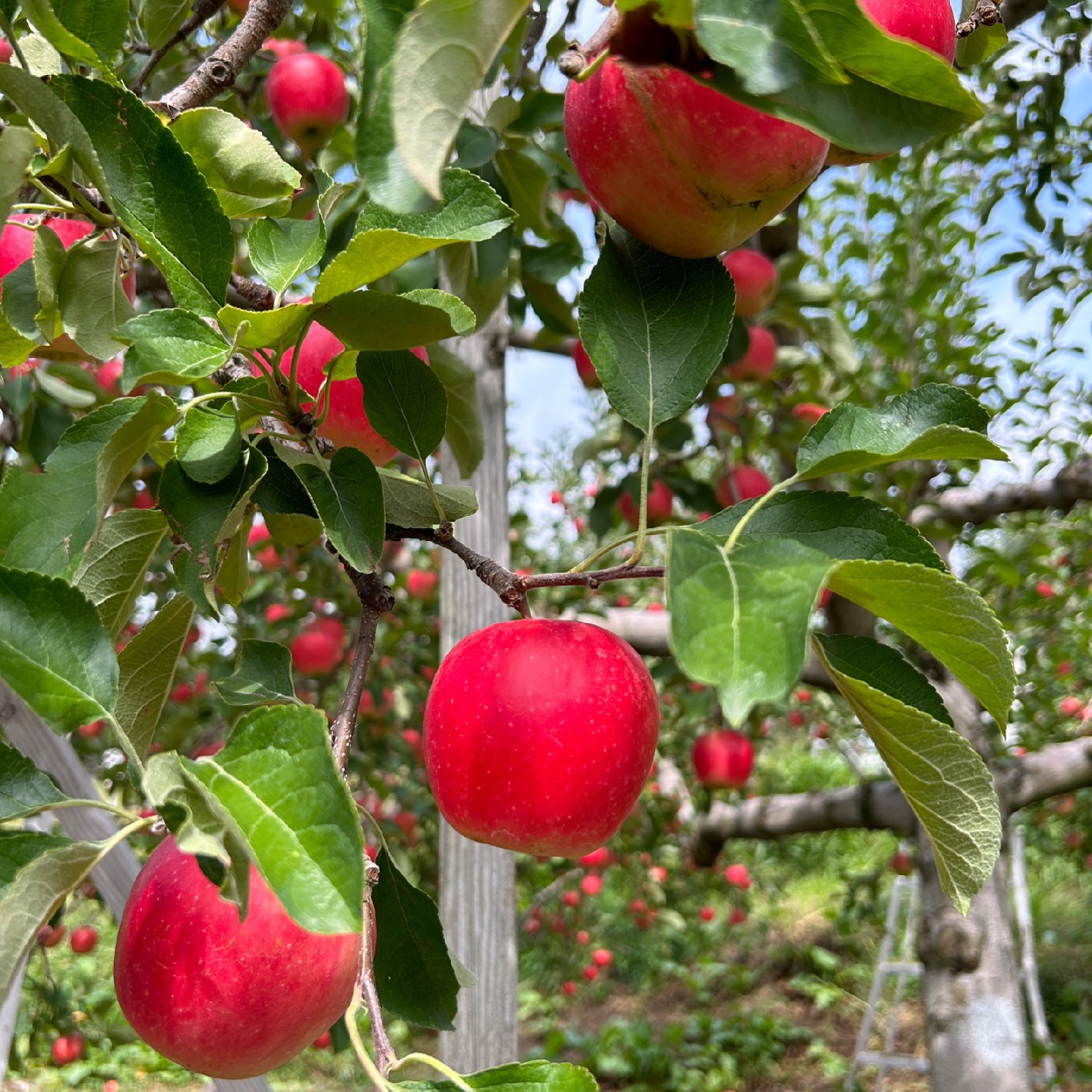 長野県 五輪久保産 シナノピッコロ 5kg25玉 | 果物/りんご 産直アウル