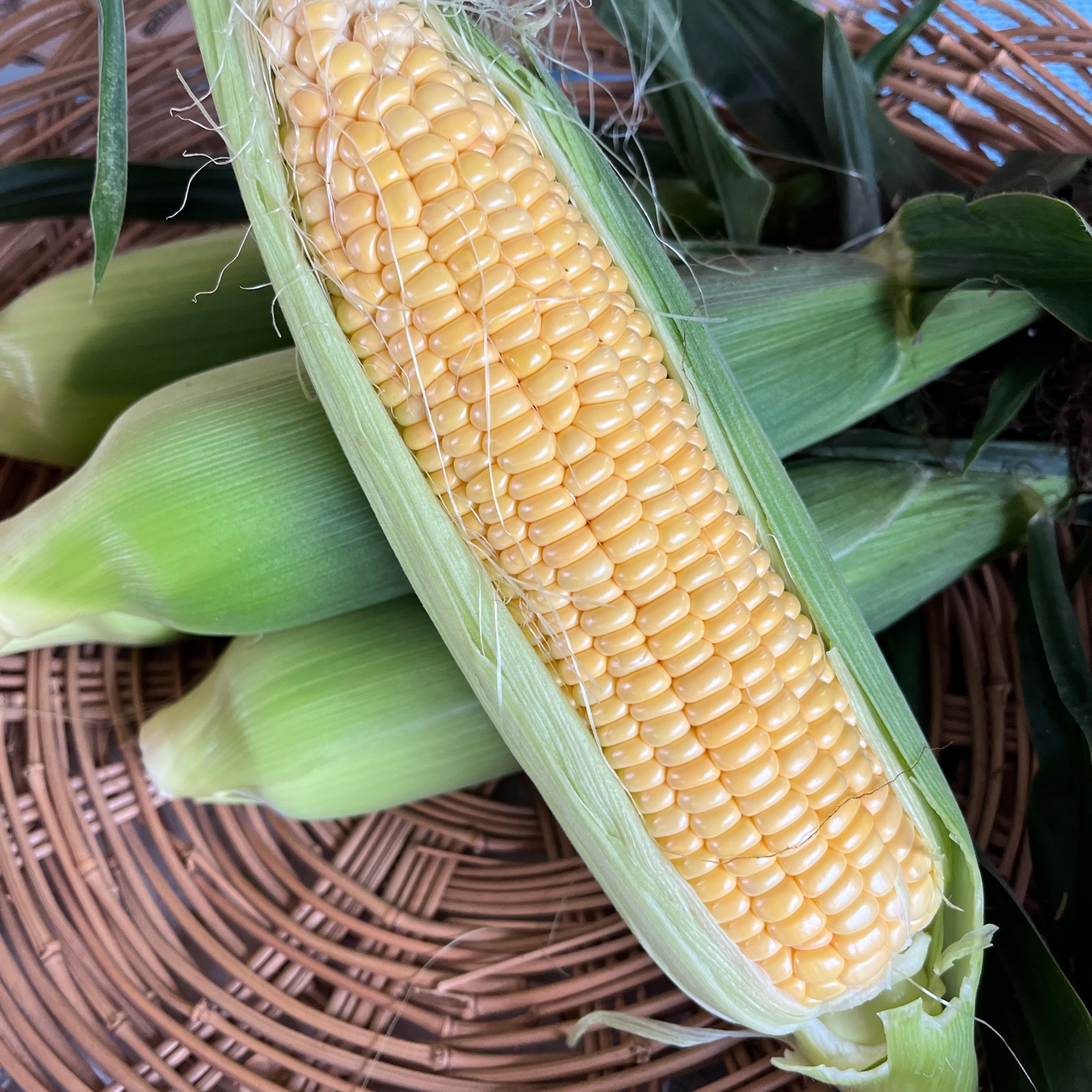 曽篠梨園の朝採り！新鮮！極甘ゴールドラッシュ！ ｜ 野菜