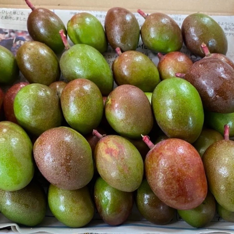 沖縄県産 摘果マンゴー(グリーンマンゴー)※小さめです！ ｜ 野菜