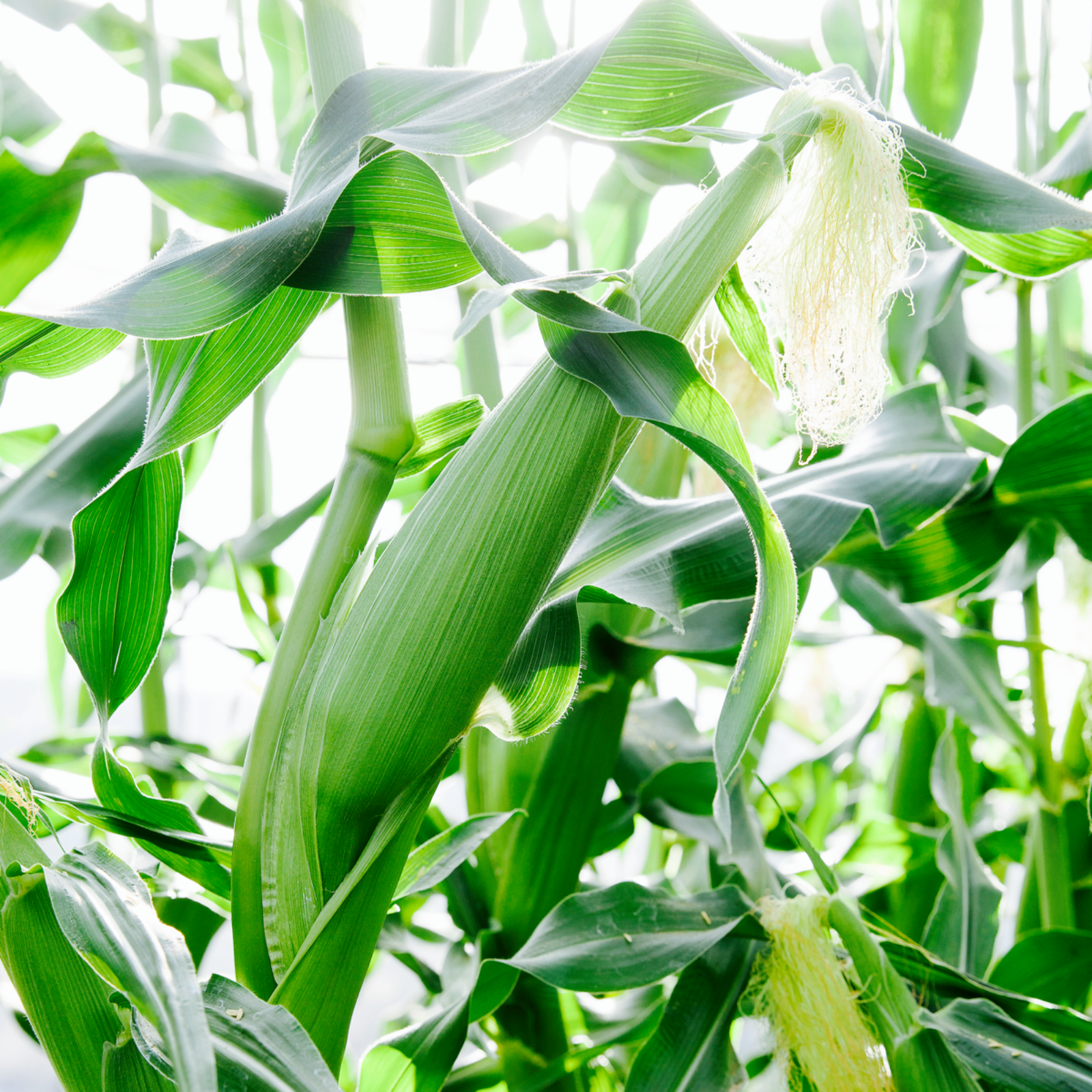 九州産 とうもろこし ピュアホワイト 約4kg【002】 クール便 九州産 極