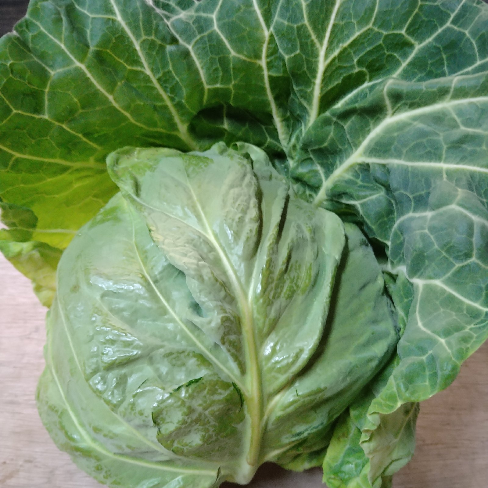 三浦春キャベツ8個入り ｜ 野菜/キャベツ 産直アウル 農家・漁師など