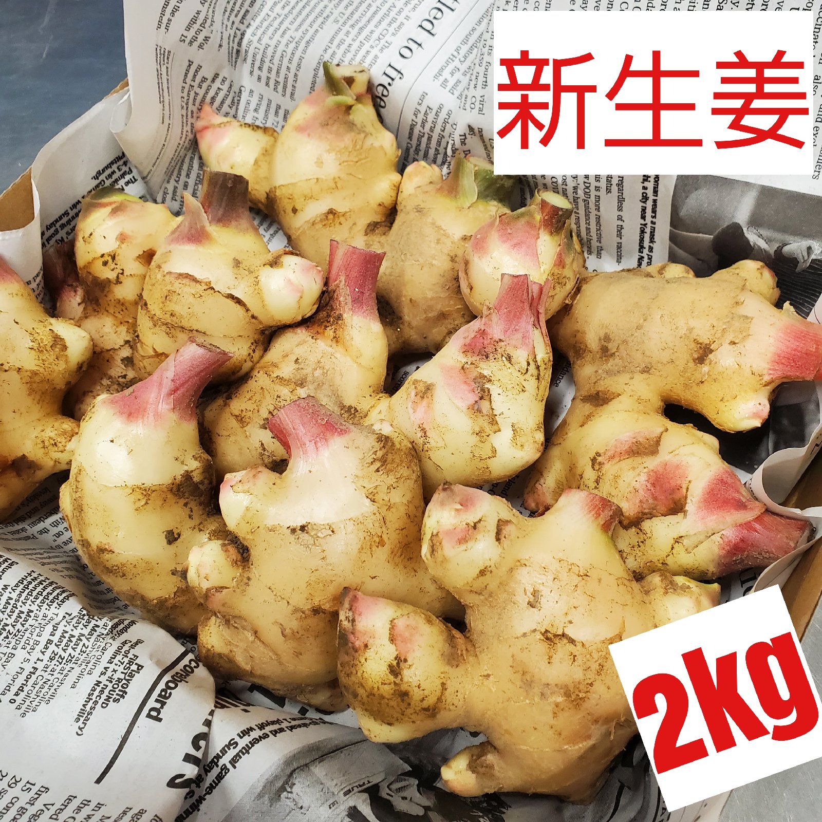 高知県産 土付き新生姜 2キロ | 野菜/薬味 産直アウル 農家から