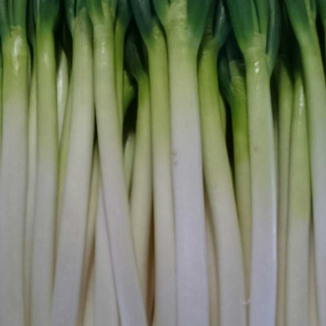 平野さんちの白ネギ小サイズ 約40本 (約3キロ) | 野菜/ねぎ 産直
