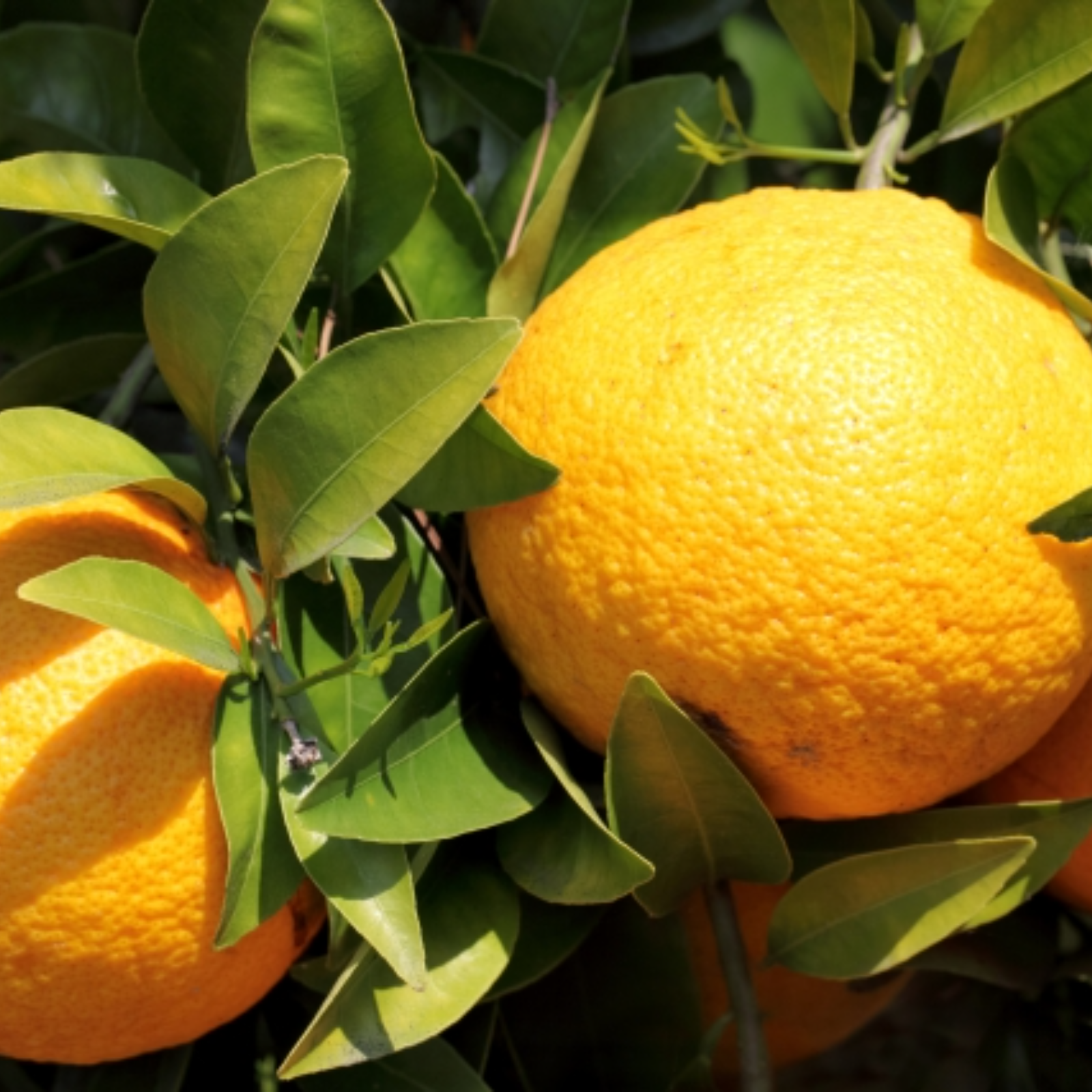 広島県産】 八朔（はっさく） 4.5kg | 果物/オレンジ・その他みかん