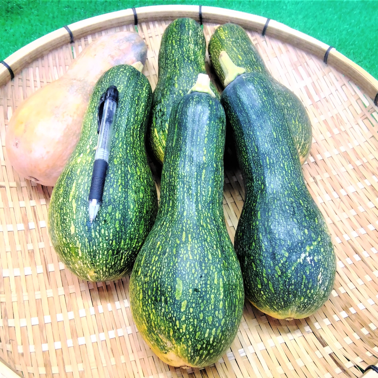 国産　南瓜かぼちゃ　無農薬　鹿児島県（奄美群島）産　8キロ 国産　南瓜かぼちゃ　無農薬　鹿児島県（奄美群島）産　8キロ