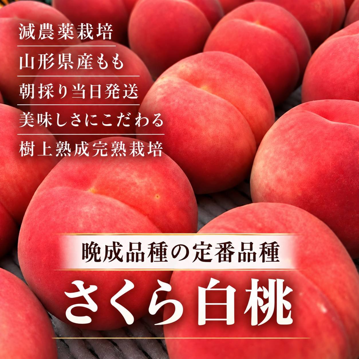 晩成品種の定番白桃品種【さくら白桃】 ｜ 果物/もも 産直アウル 農家