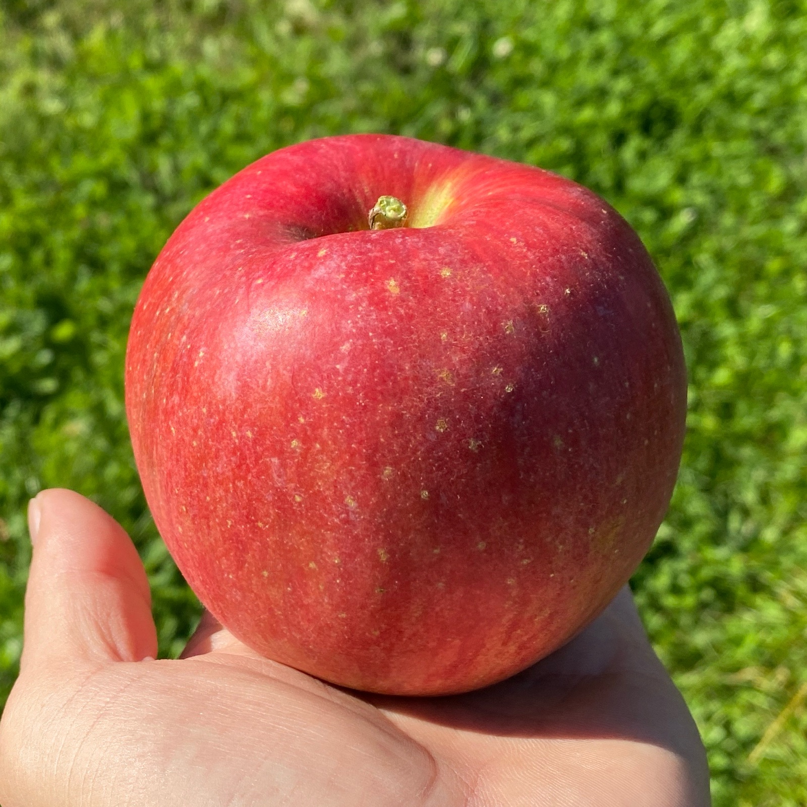 ようちゃんページ　シナノスイート 特大　農家直送 シナノスイート 8-11個入り | 果物/りんご 産直アウル 農家から直接