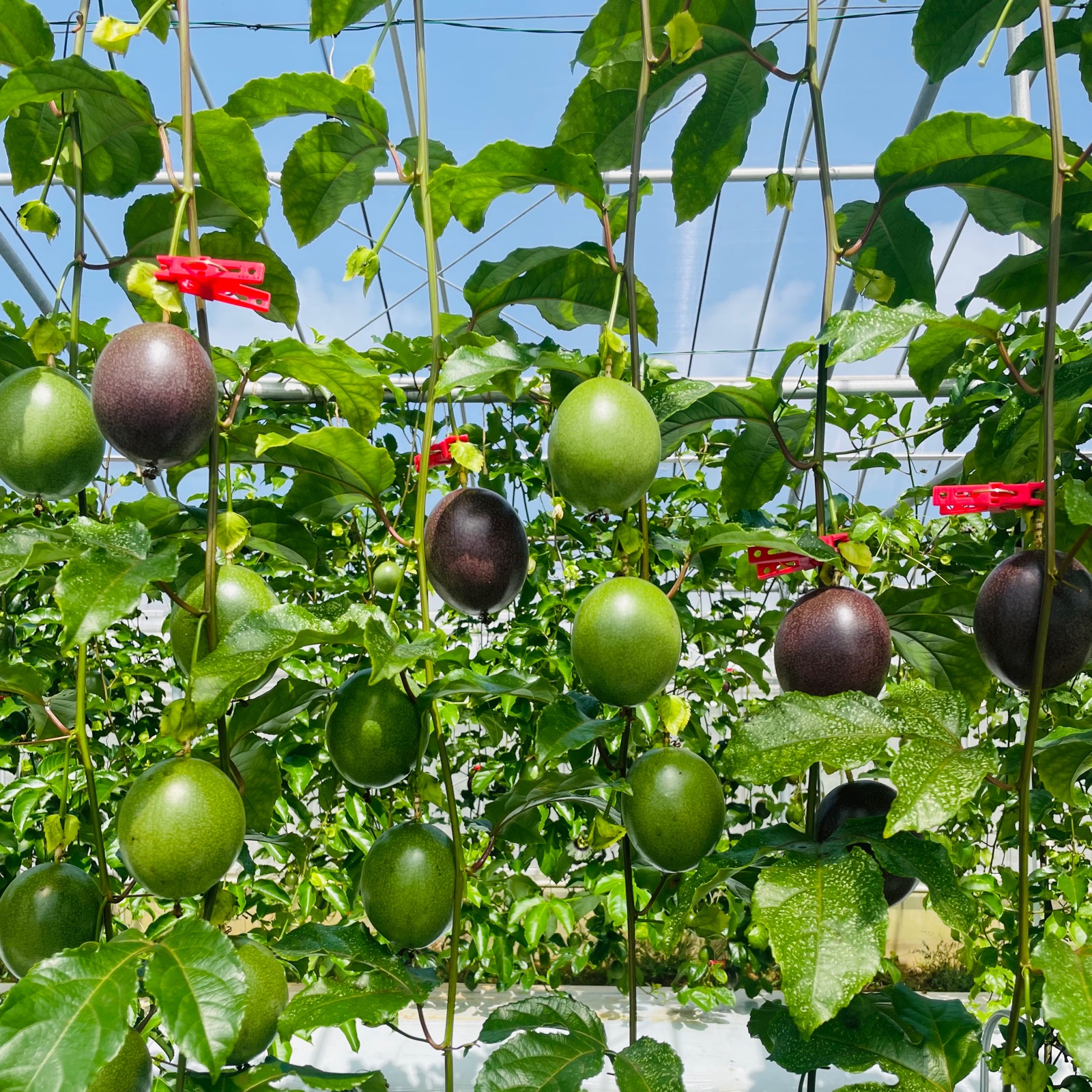 堀越様専用パッションフルーツ4キロ ｜ 果物/パッションフルーツ 産直