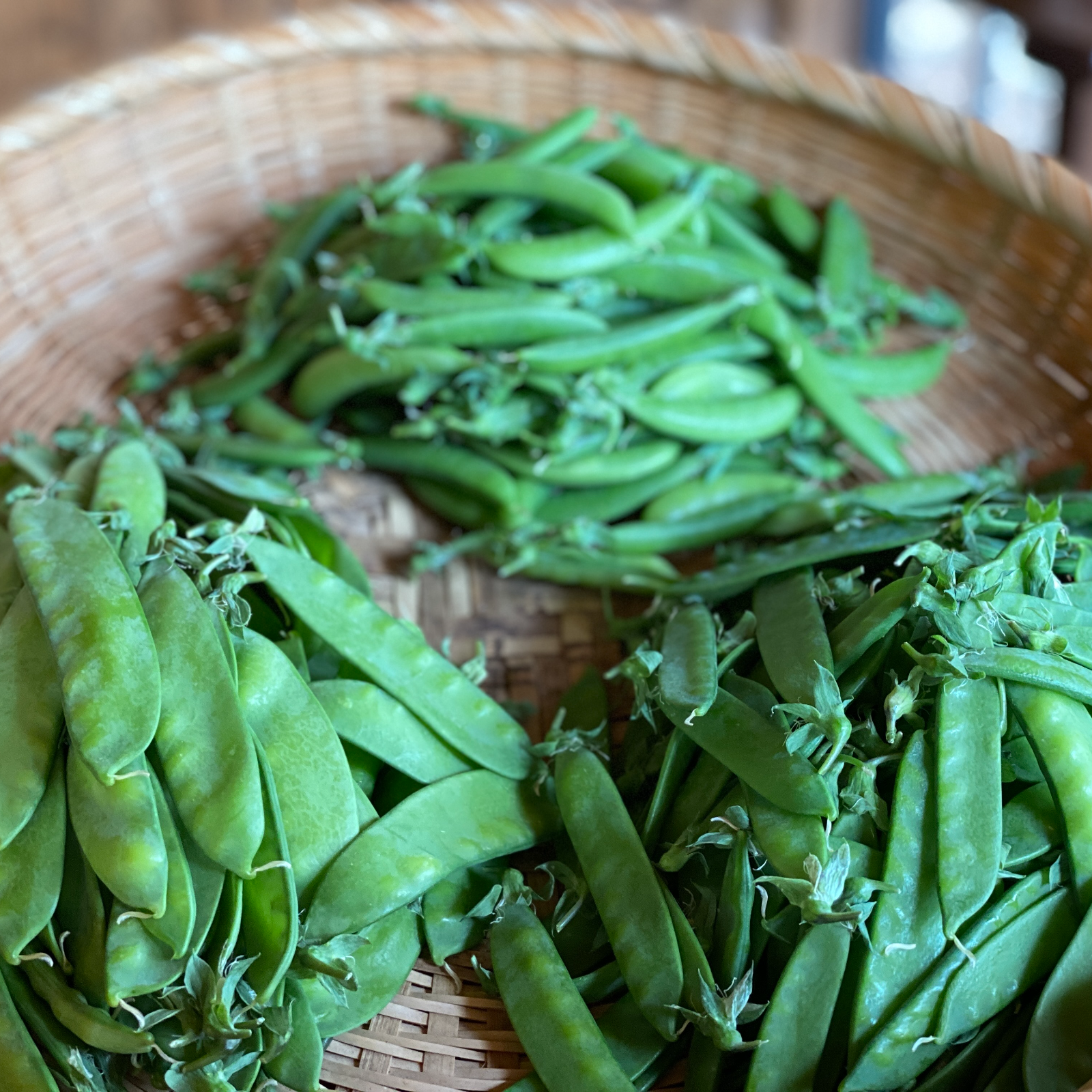 今が旬】期間限定!! さやえんどう贅沢食べ比べセット1kg ｜ 野菜