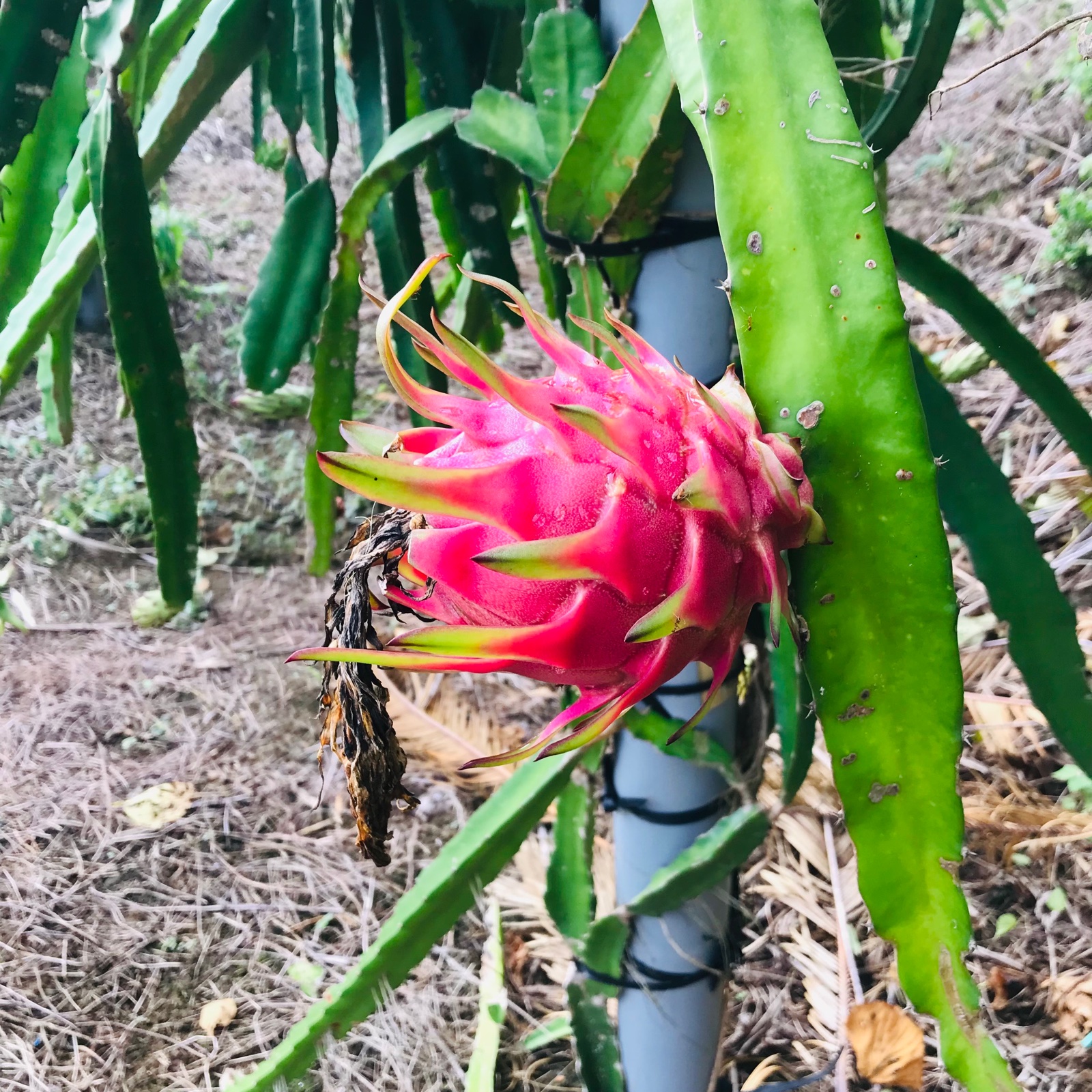 南国徳之島からお届けするドラゴンフルーツ | 果物/ドラゴンフルーツ