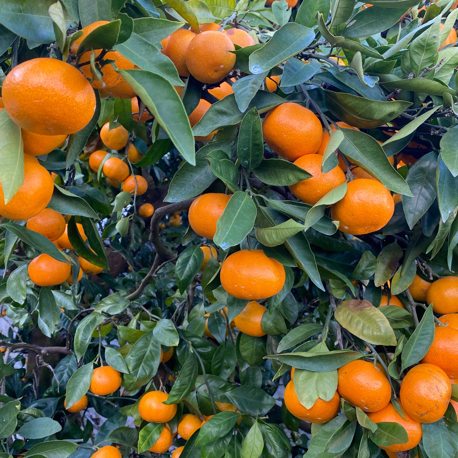 田口早生マルチ栽培小玉ミカン 小さいみかん小玉【田口早生】 | 果物/温州みかん 産直アウル 農家から