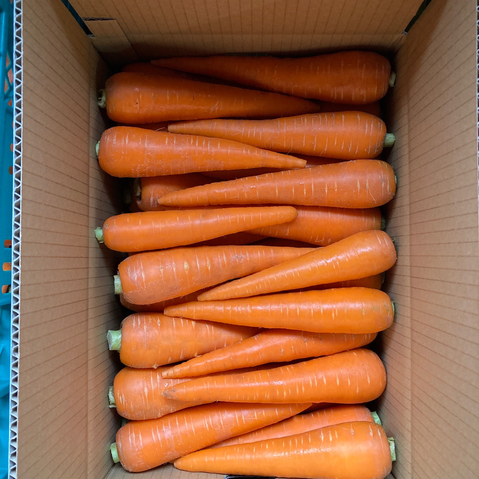 サイズいろいろ 大阪泉州産にんじん10kg ｜ 野菜/人参 産直アウル 農家