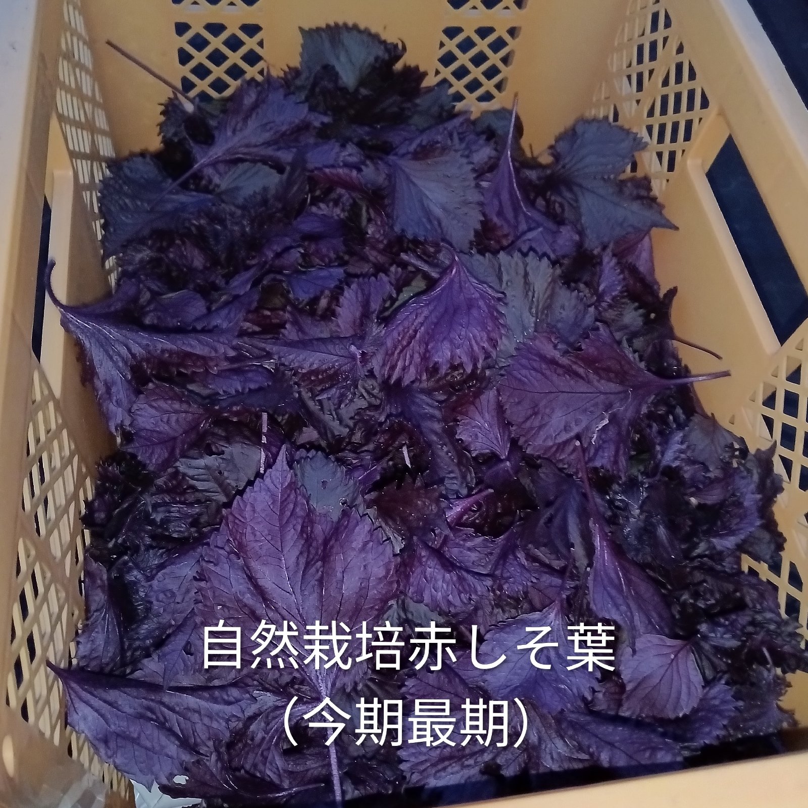 農薬不使用栽培　ちりめん赤紫蘇葉っぱ4キロ 自然栽培赤ちりめんしそ 400g(葉のみ、枝除く) 無農薬無肥料栽培 ご