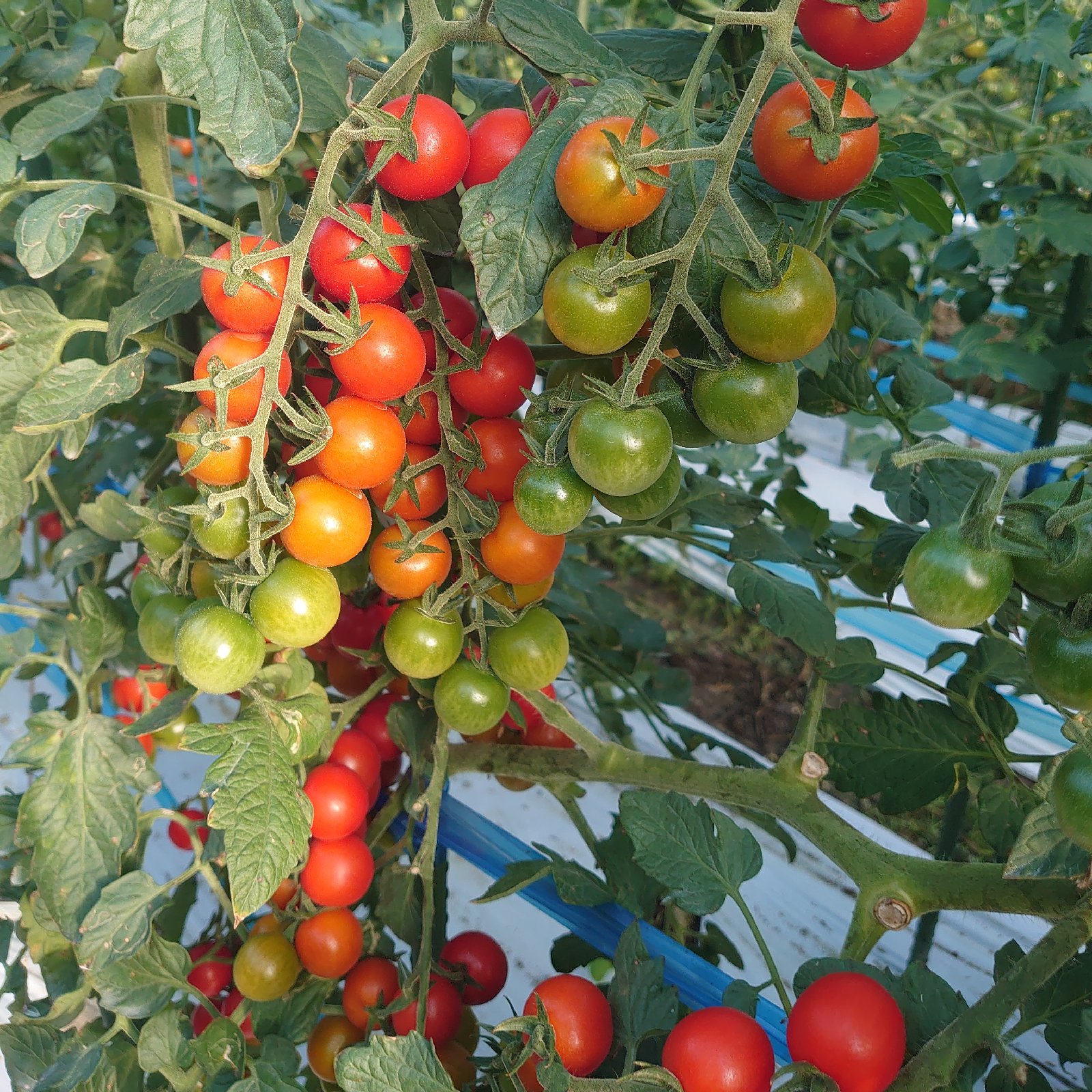 HIC 6.3 ミニオロ 値引き 埼玉千葉茨城 HIC 6.3 ミニオロ 値引き 埼玉千葉茨城 ⇒ Hitachi ZX 33 U-6 CLR