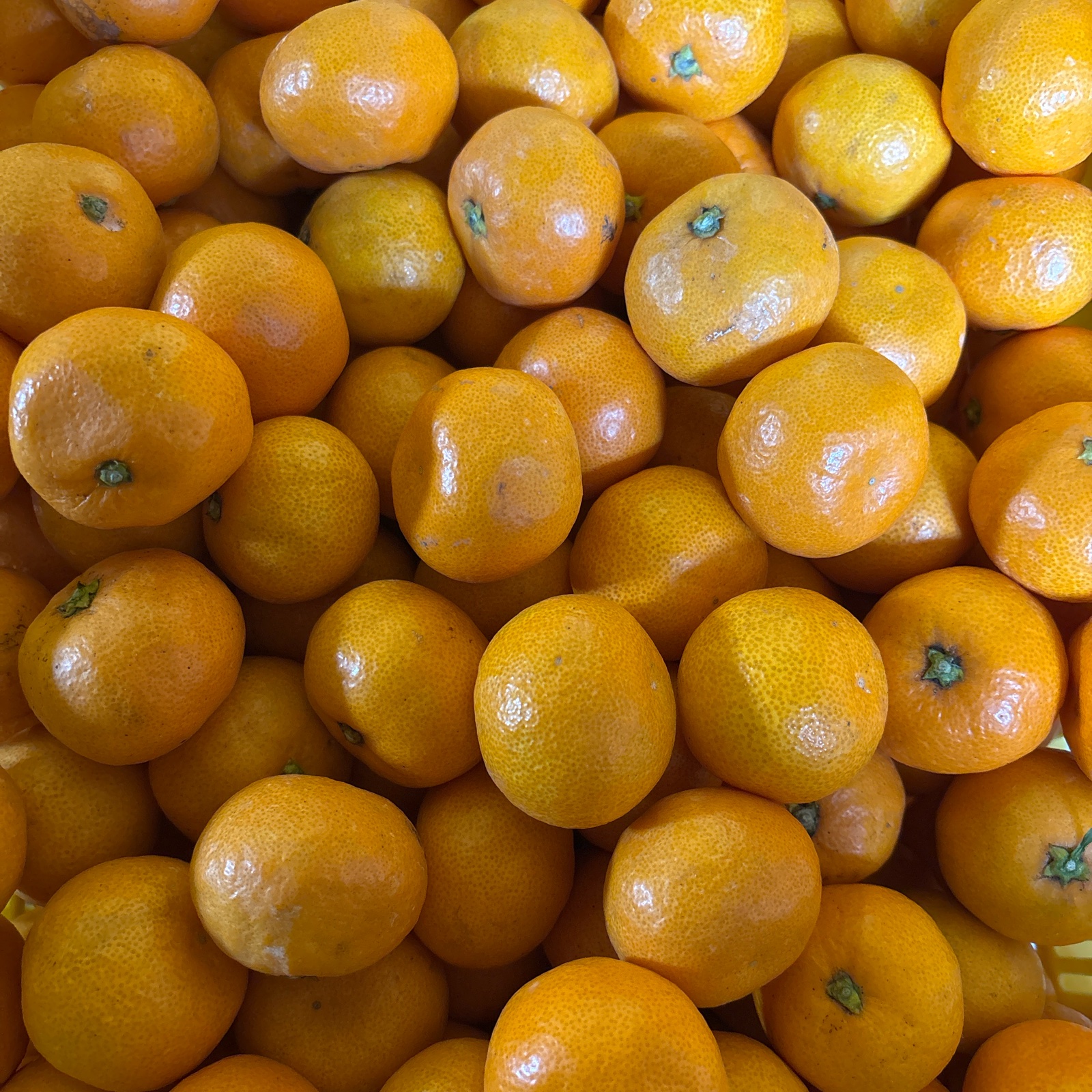 有田みかん(中生) 3S 4S 5kg | 果物/温州みかん 産直アウル 農家から