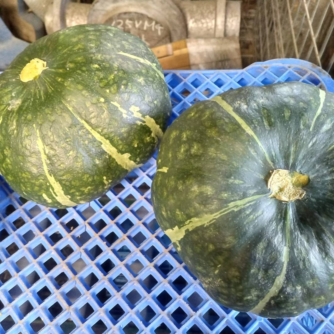 当店一番人気です 訳あり 完熟かぼちゃ(10kg) 訳あり品！！ ｜ 野菜