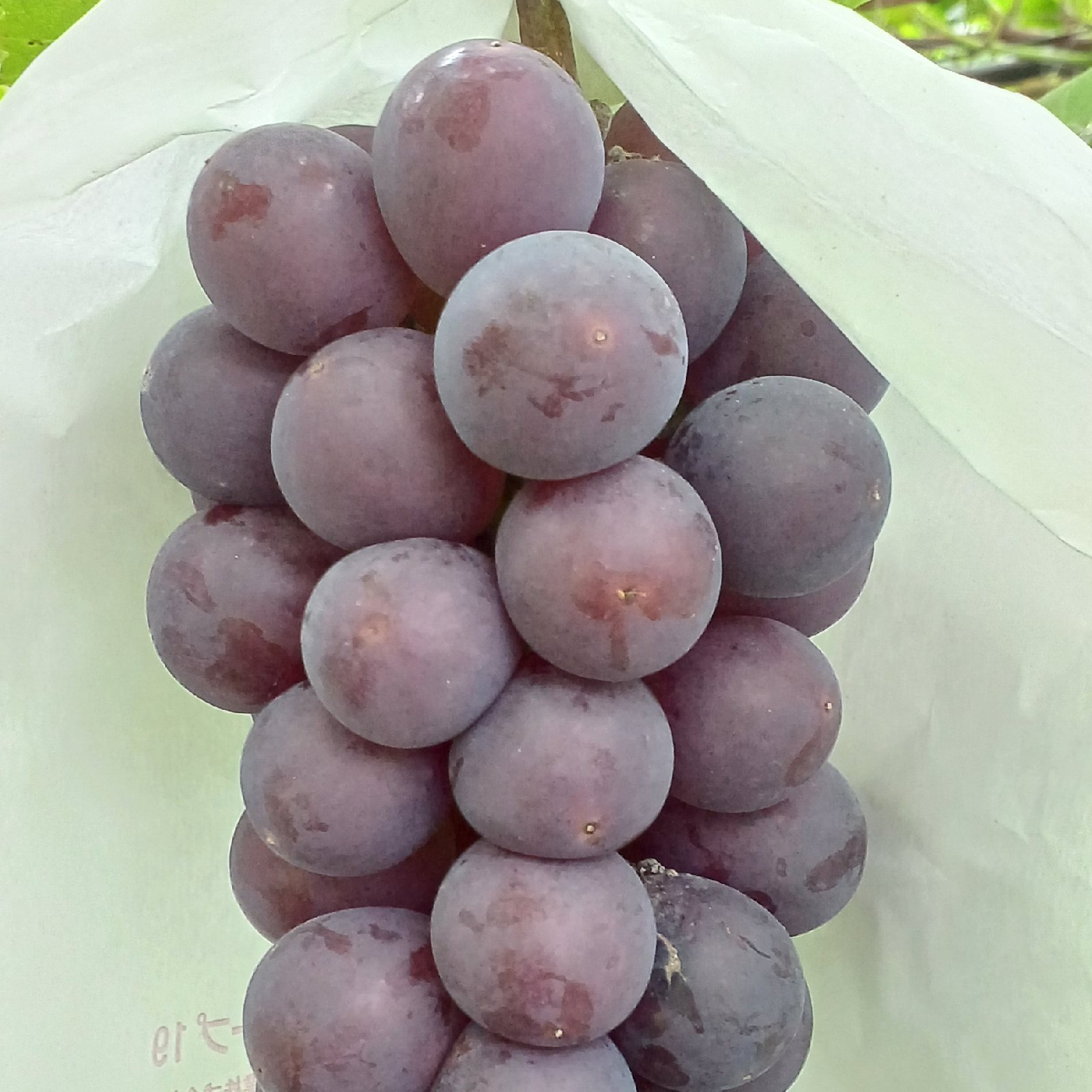 訳あり 種なし B品巨峰 1kg(500g 2房) ｜ 果物/ぶどう 産直アウル 農家
