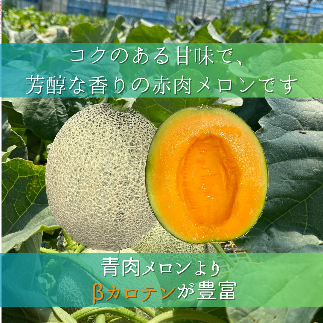 ルピアレッドメロン　7L4玉 ルピアレッド 4L2玉 ｜ 果物/メロン 産直アウル 農家・漁師など生産者