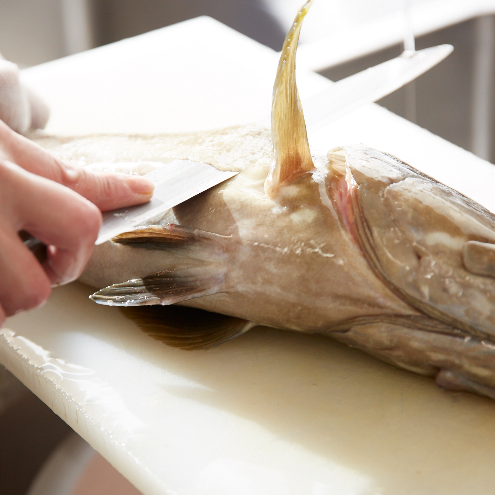 壱岐産 高級クエまるごと一本 約5キロサイズ ｜ 魚介類/クエ 産直