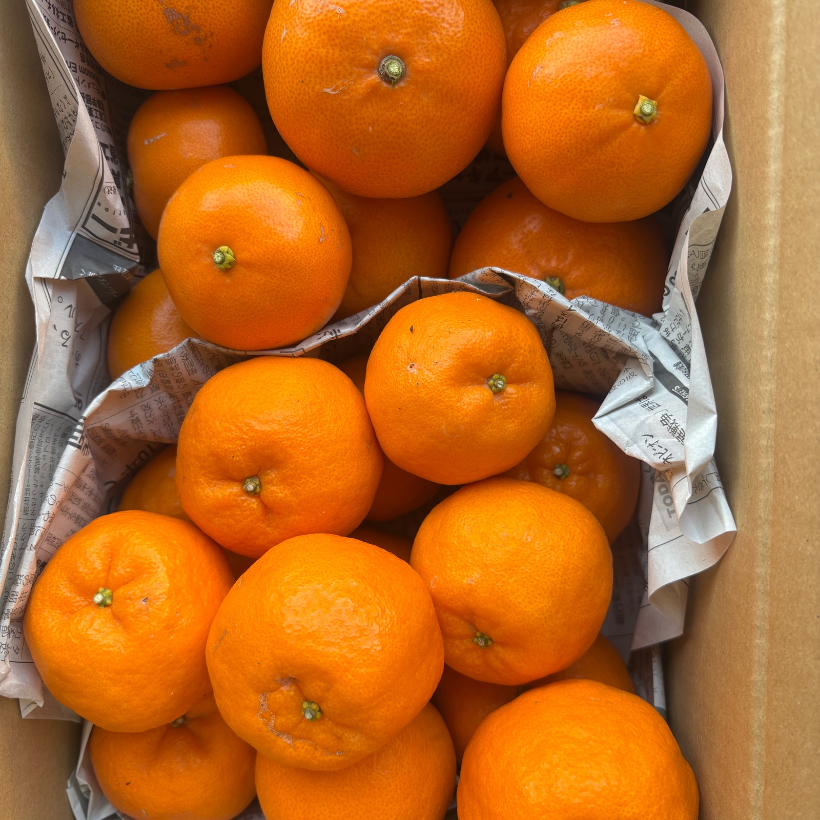 食べ比べ】せとかと不知火 3k箱 ｜ 果物/オレンジ・その他みかん 産直