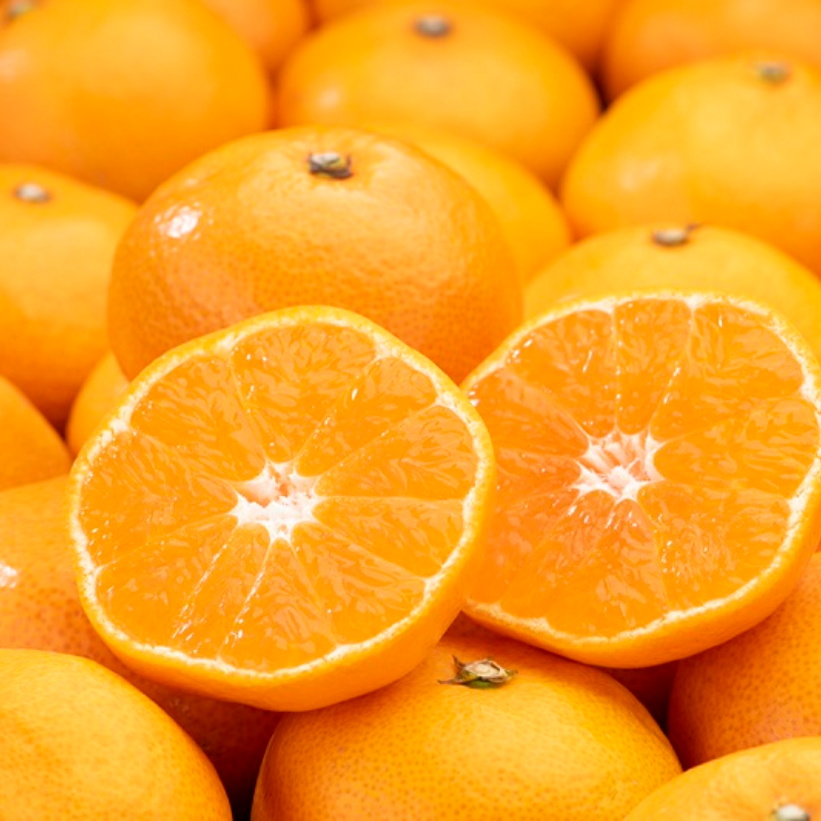 くまもと 熊本みかん 約5kg 訳あり 家庭用 Sサイズ～3L混合 熊本 九州