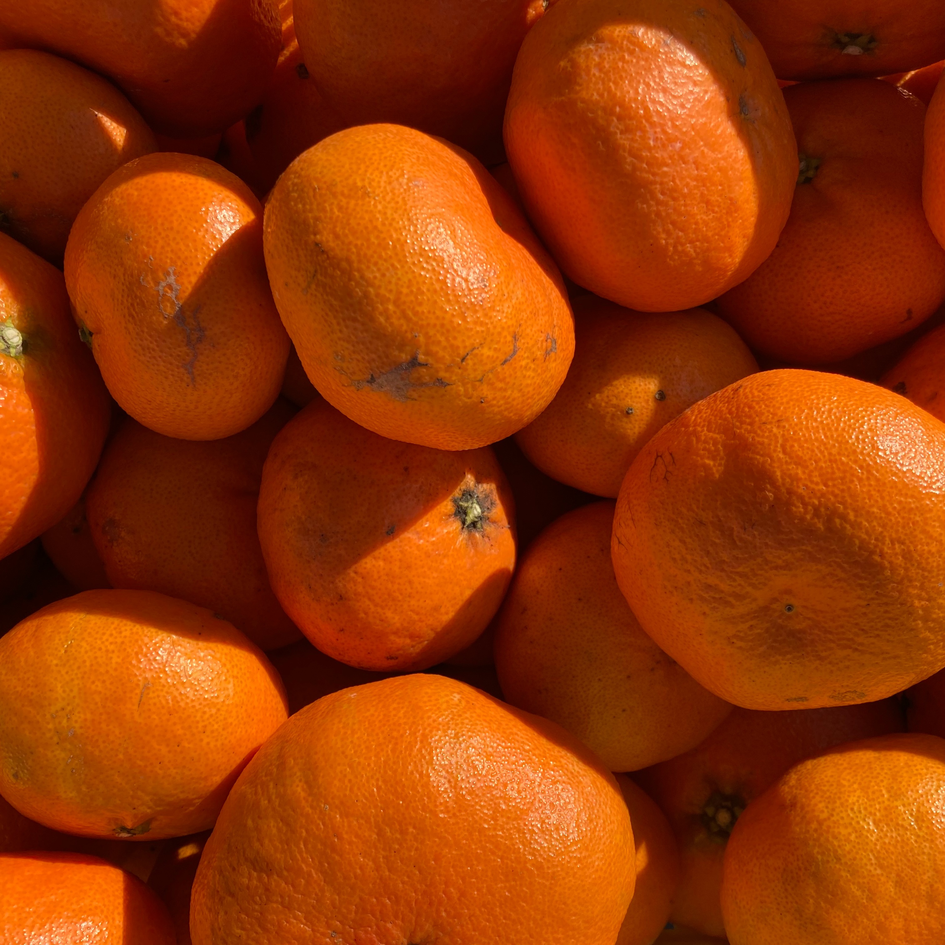 訳ありだけど美味しさそのまま】甘平 5kg 愛媛県産 ｜ 果物/オレンジ