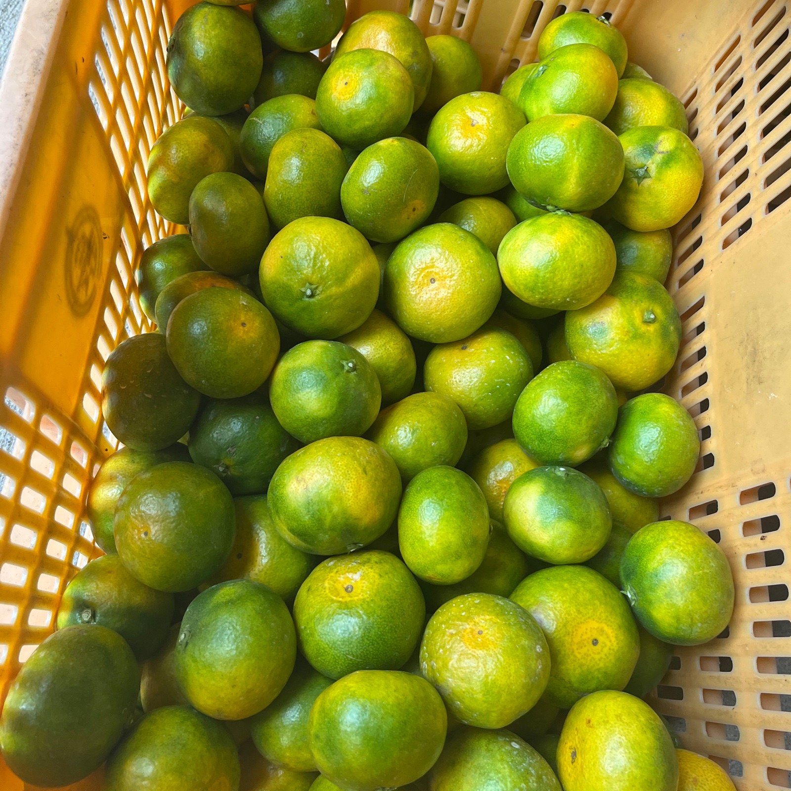 大崎上島産 極早生みかん 2キロ | 果物/温州みかん 産直アウル 農家