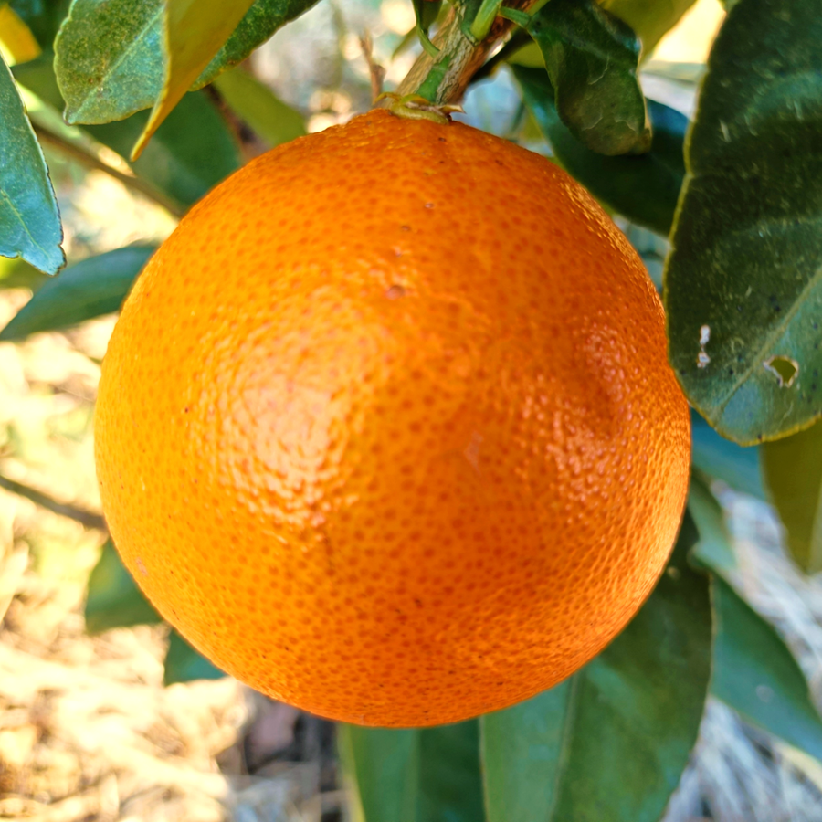 新品種》【家庭用】プリンセス 2kg 最強コラボの新品種(まどんな×甘平