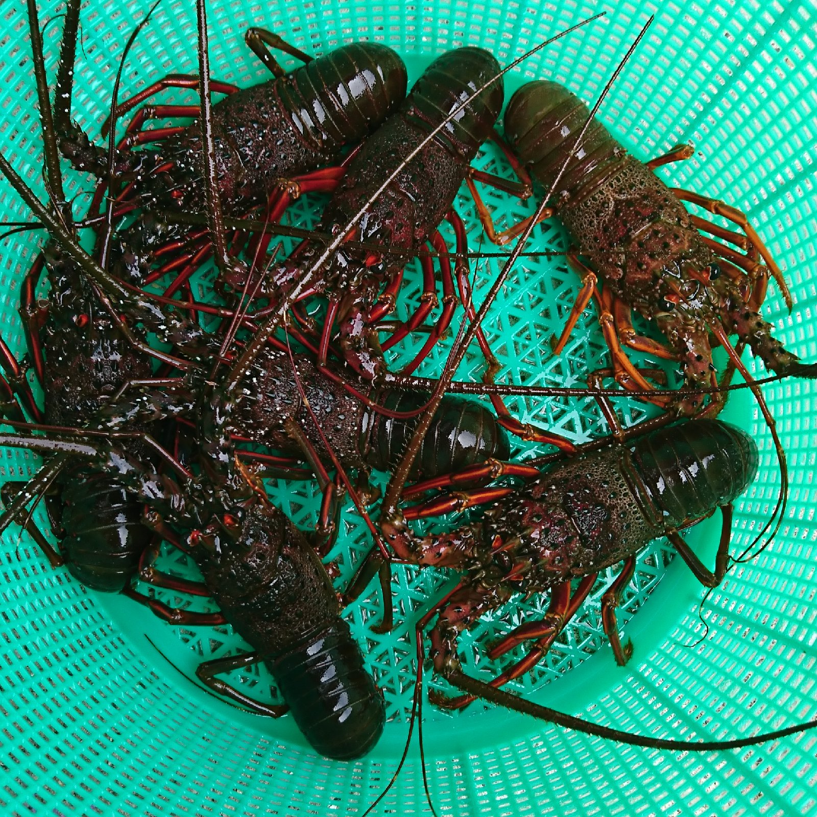 ☆活け 伊勢海老 伊勢エビ2kg