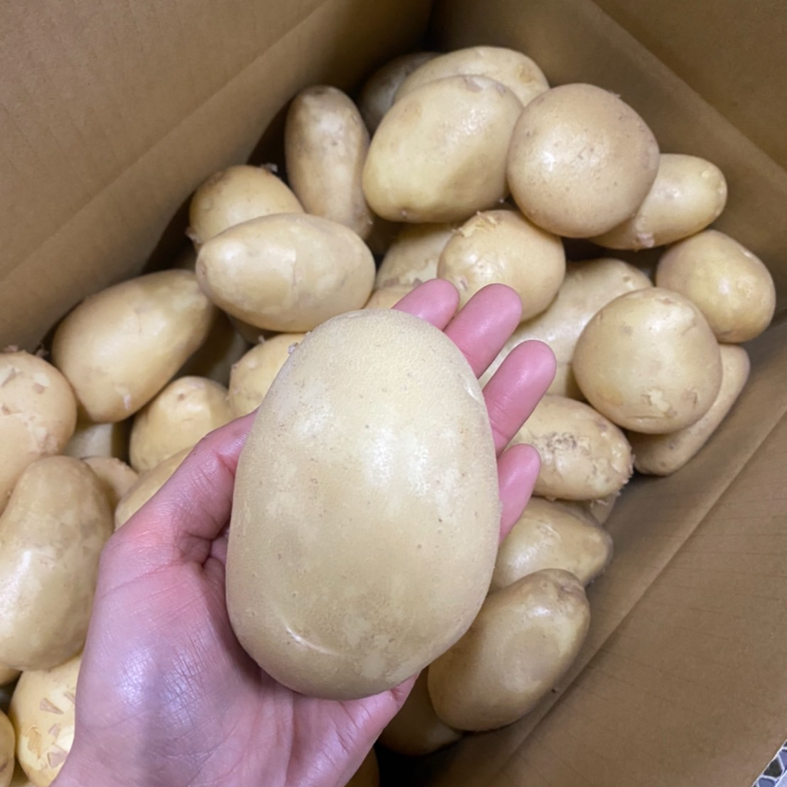 新じゃが箱込4kg】じゃがバター最強☆掘りたてメークイン | 野菜 