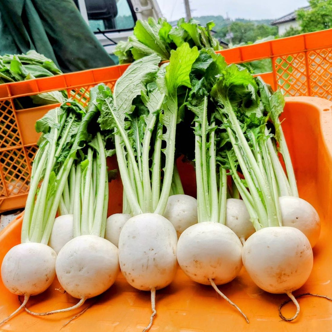 かぶ 1kg 葉付き 無化学肥料、無農薬※ ｜ 野菜/かぶ 産直アウル 農家