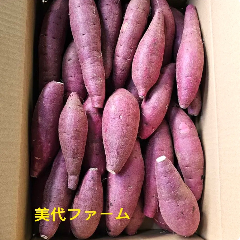 アウルの日】蜜芋はるか A品 20kg 千葉県産 農家直送Mサイズ ｜ 野菜