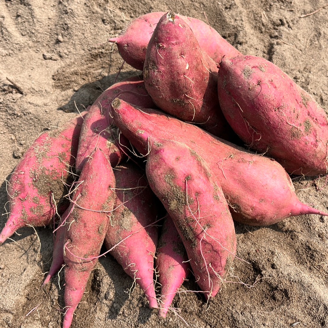 サツマイモ　　　1ｋ袋　5個入り