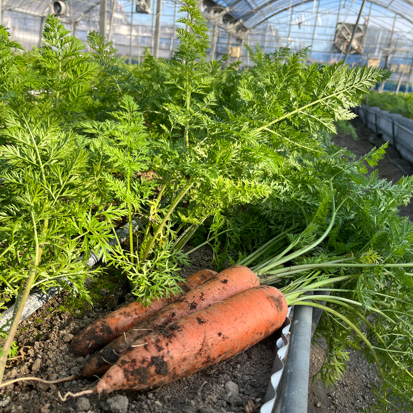 楽天市場】国産 無農薬 まるごと乾燥にんじんの葉っぱ 20g