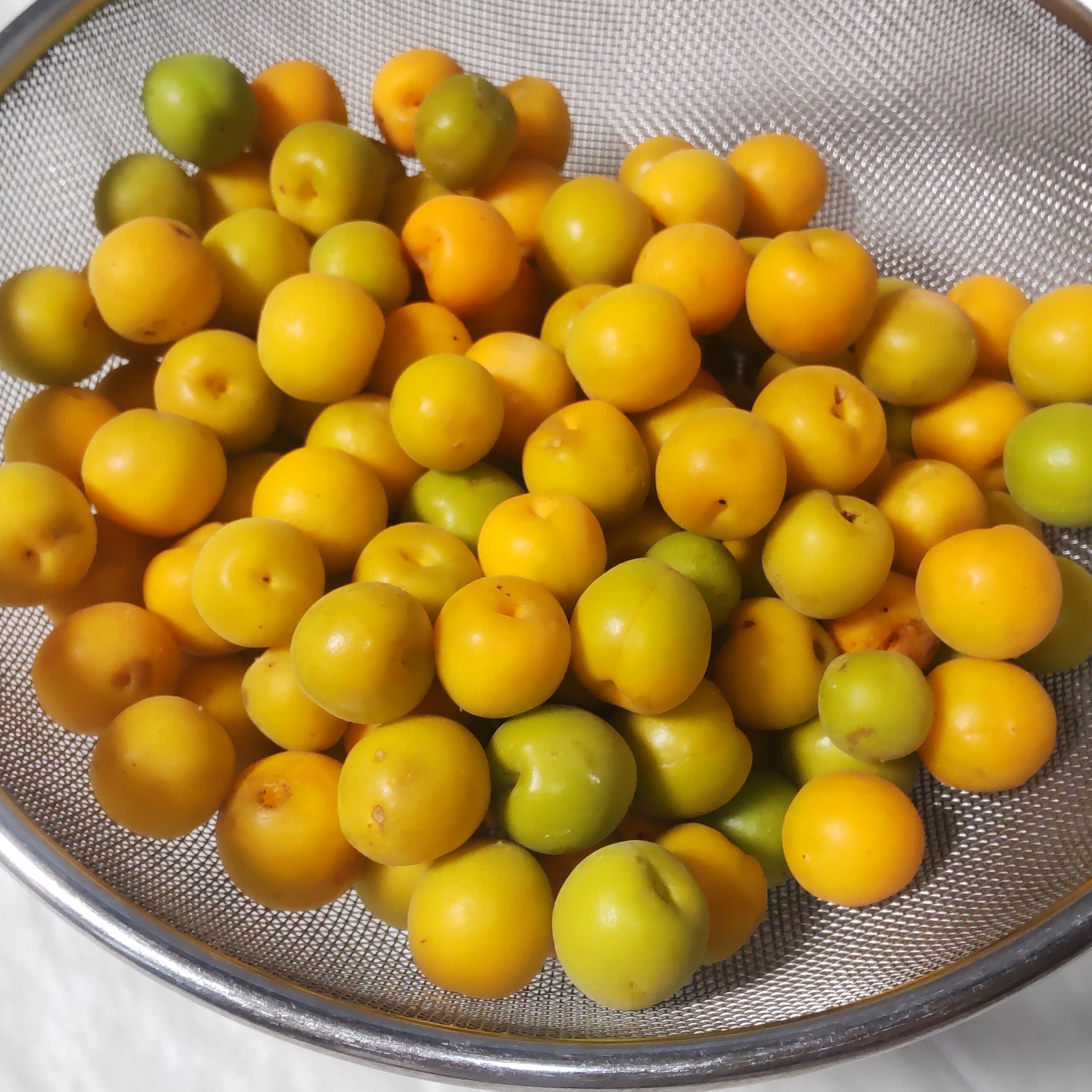 自然栽培完熟小梅 1.9kg 無農薬無肥料栽培 ご注文後収穫 新鮮 ｜ 果物