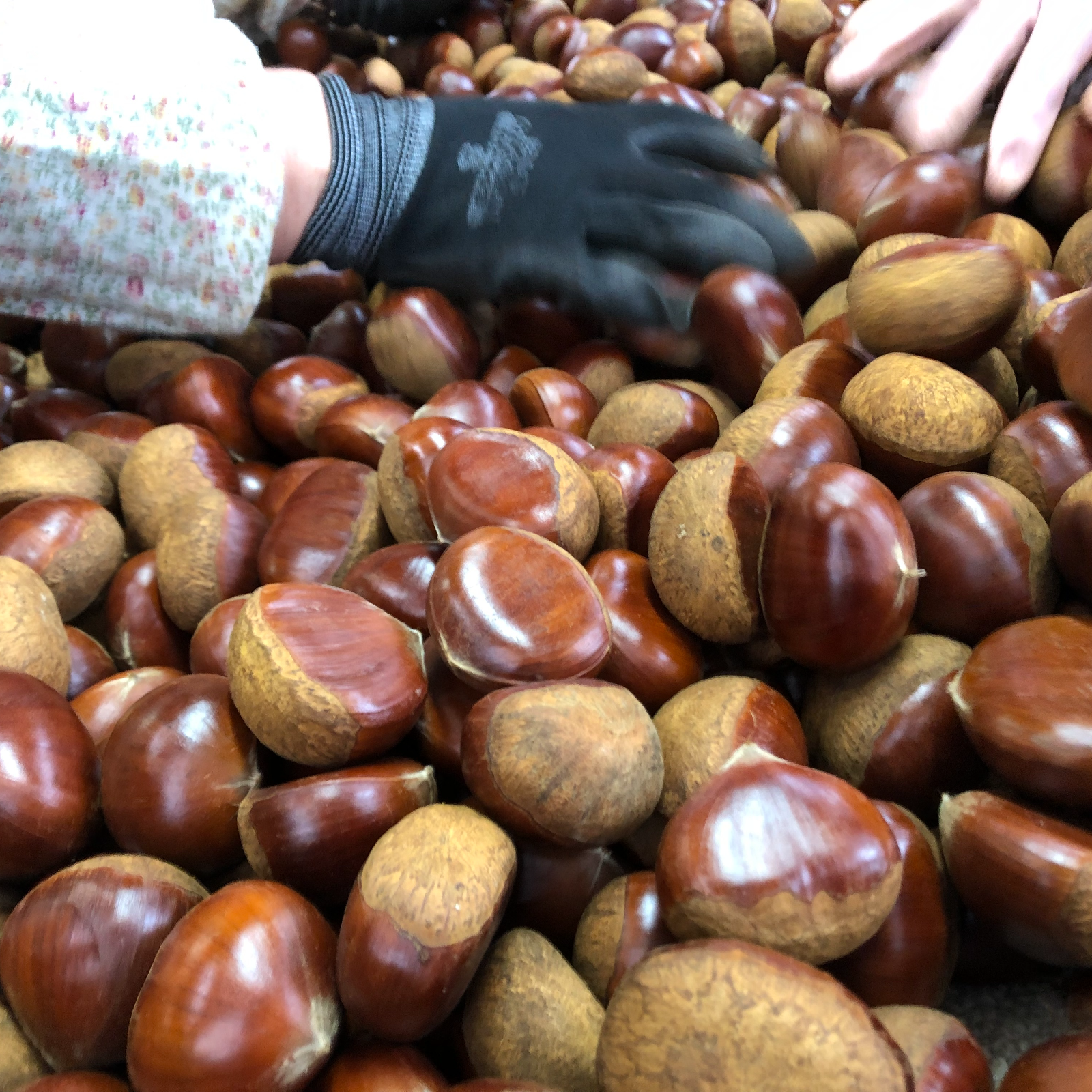 冷凍•熟成渋皮栗】失敗しない！難しい渋皮煮の工程を楽に♪しぶ皮栗大