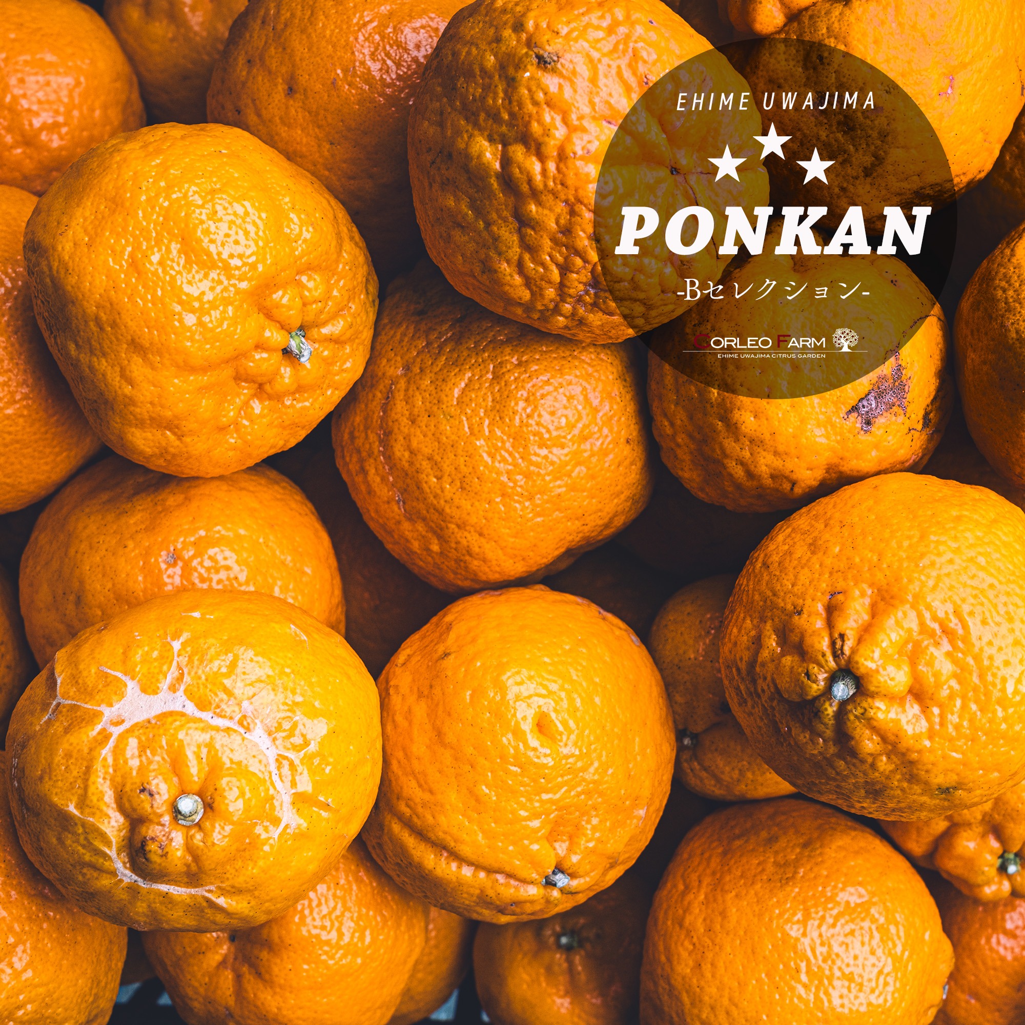 【言の葉】ポンカン6Kg*３箱　最終販売・別所送り分 言の葉様専用】ポンカン6Kg*3箱 最終販売・別所送り分 【公式通販】