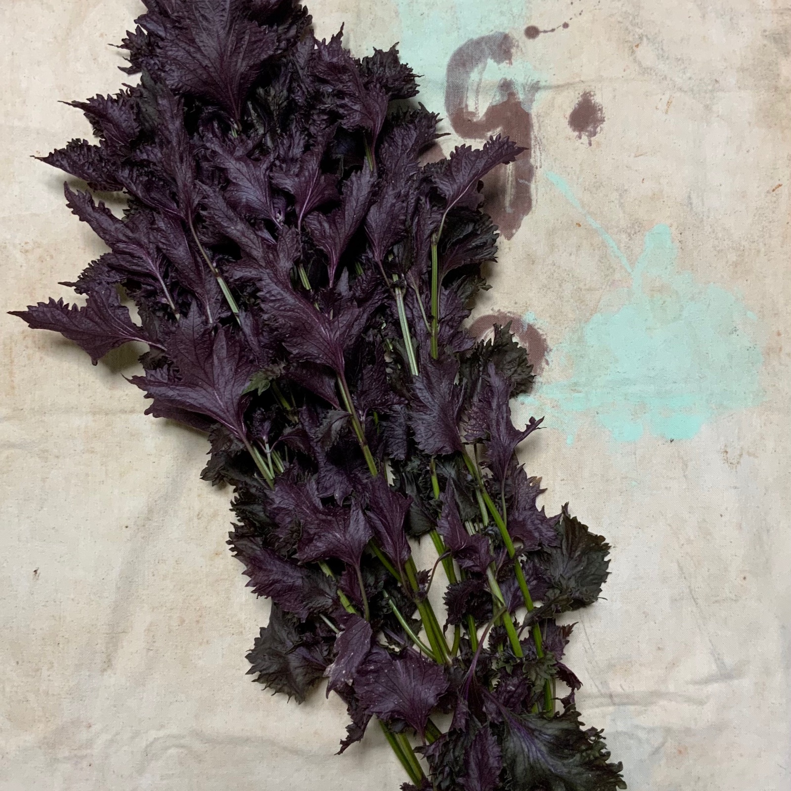 赤しその葉⑤　約300g 赤しその葉⑤ 約300g 楽天市場】葉 赤しその通販