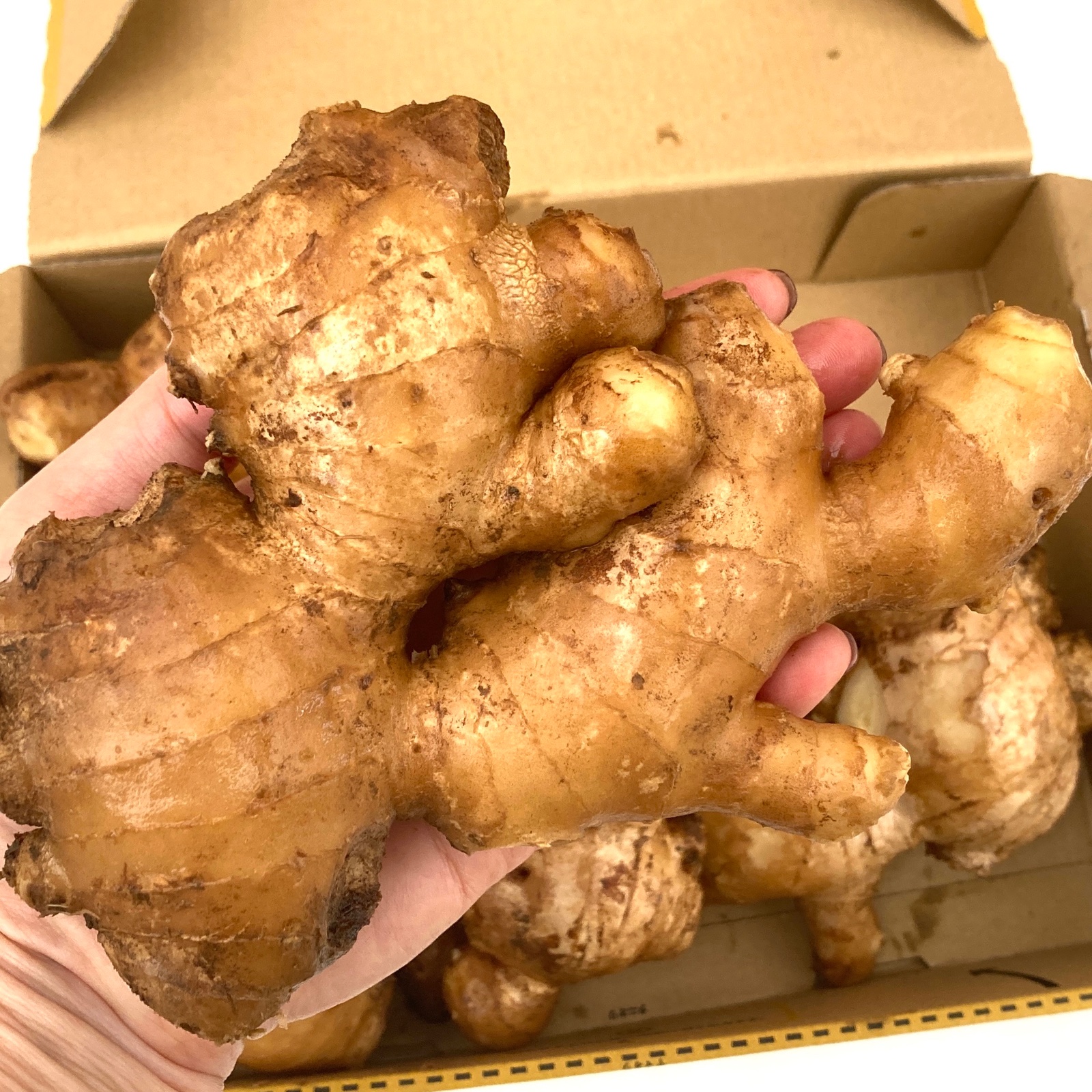 高知県産 親生姜 1キロ | 野菜/薬味 産直アウル 農家から直接野菜など