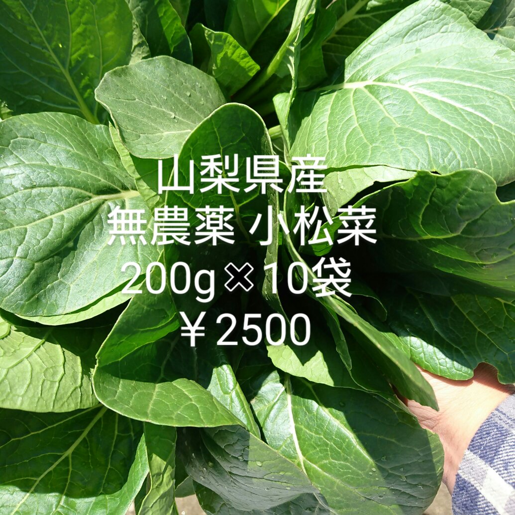 無農薬 小松菜 野菜/小松菜 産直アウル 農家から直接野菜などの食材を購入できる産地直送の宅配通販サイト 無農薬 小松菜 野菜/小松菜 産直アウル 農家から直接野菜などの食材を購入できる産地直送の宅配通販サイト