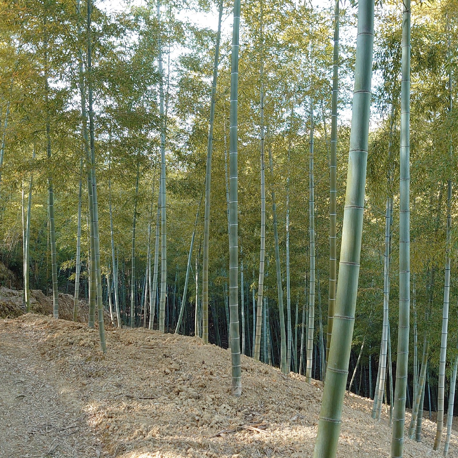 京都産 朝堀タケノコ(特大サイズ)🌿約2kg以上1本！ ｜ 野菜