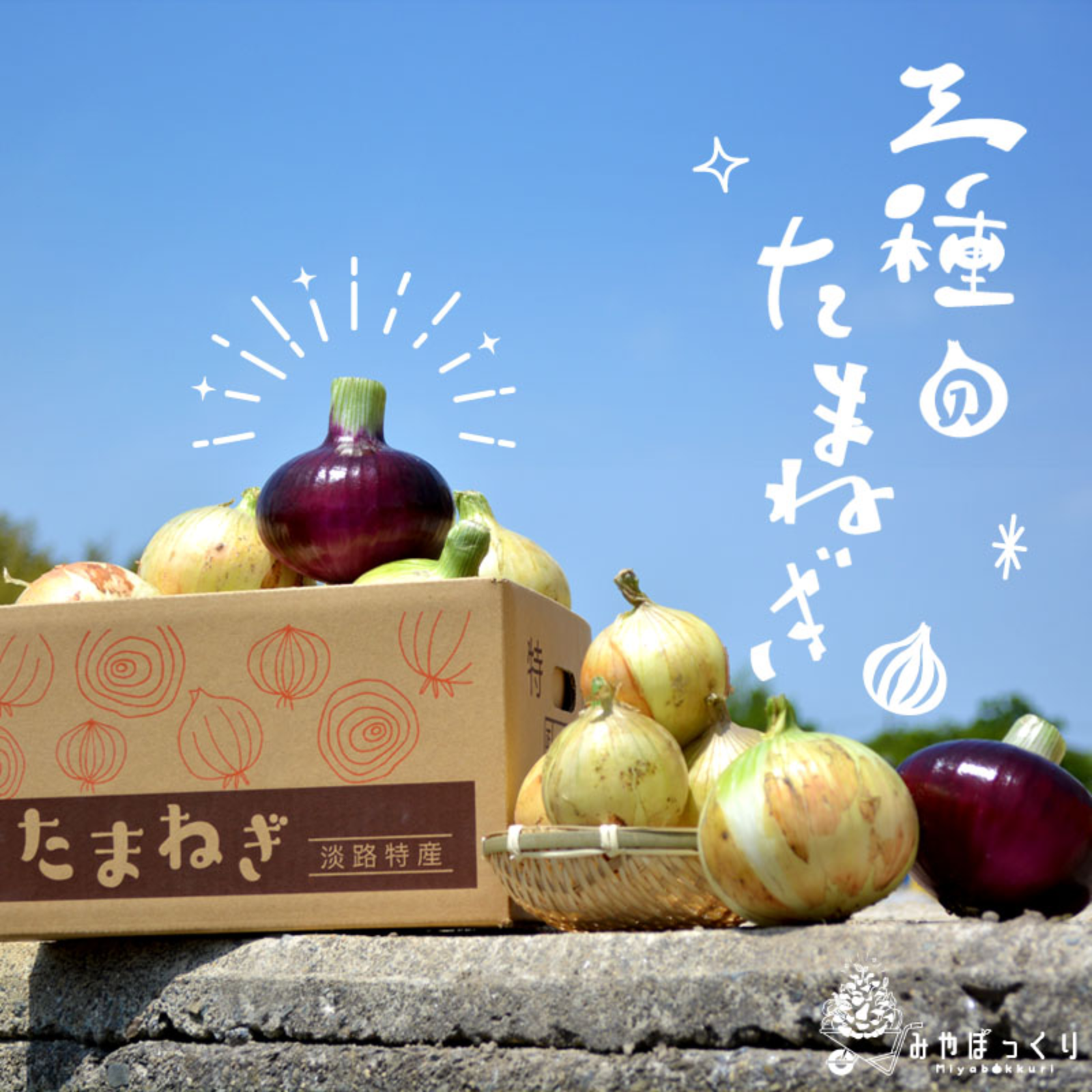 淡路島産三種の玉ねぎ詰め合わせ10kg ｜ 野菜/玉ねぎ 産直アウル 農家