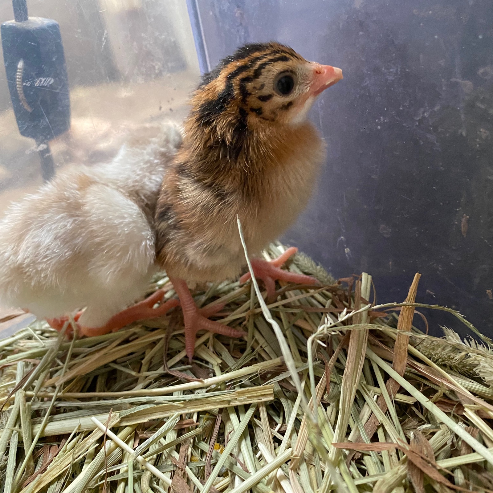 ホロホロ鳥【ホロホロチョウ種】卵10個 ｜ 卵/その他卵 産直アウル