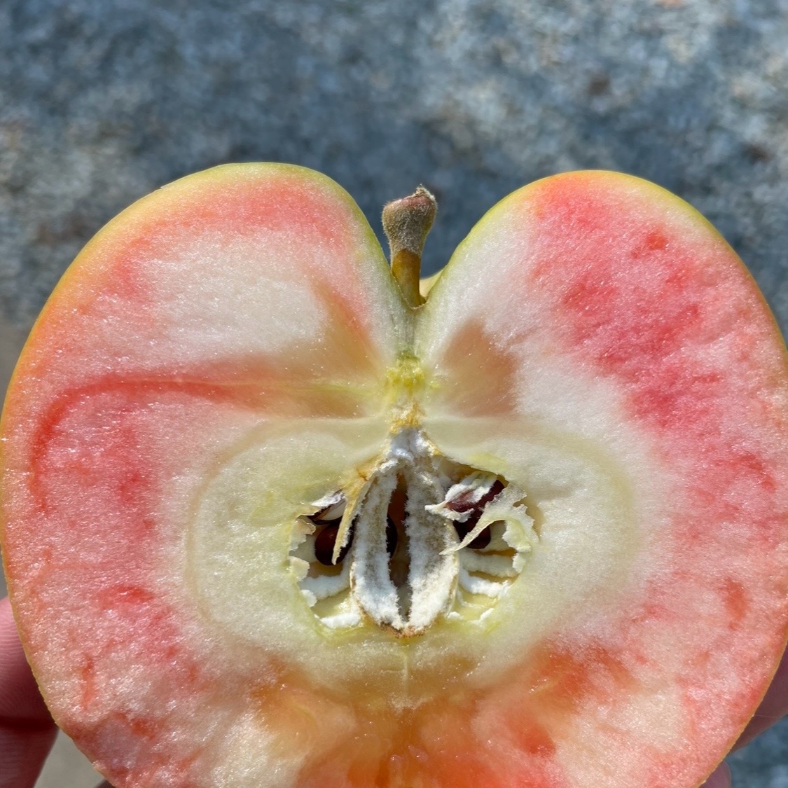 ギフト用】りんご こうみつ＆ムーンルージュ ｜ 果物/りんご 産直