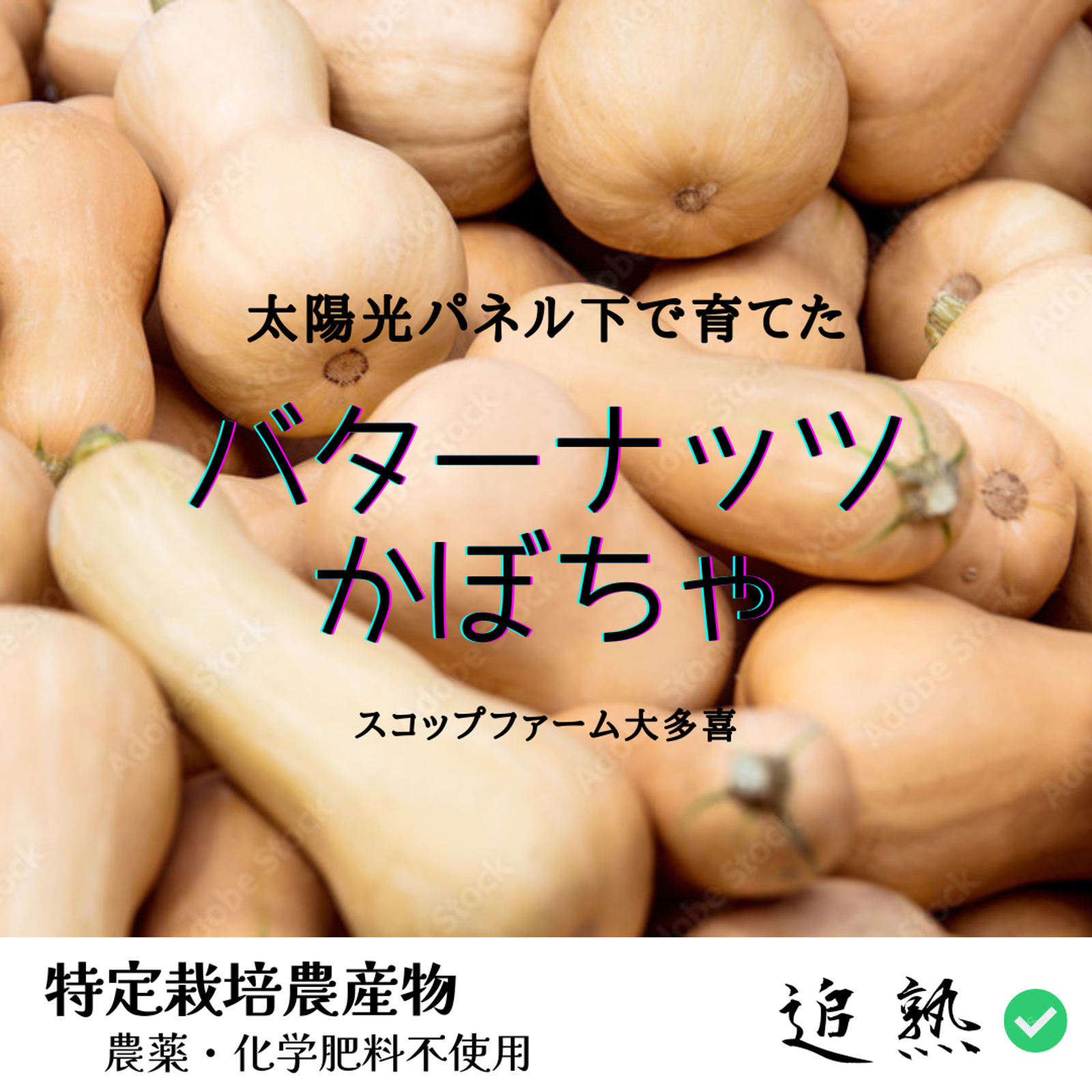 飲食店さま、大量にご入用の方向け【バターナッツかぼちゃ】農薬・化学
