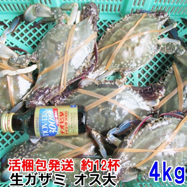 【写真の株、現物販売します】　アガベ　梭子蟹　ワタリガニ