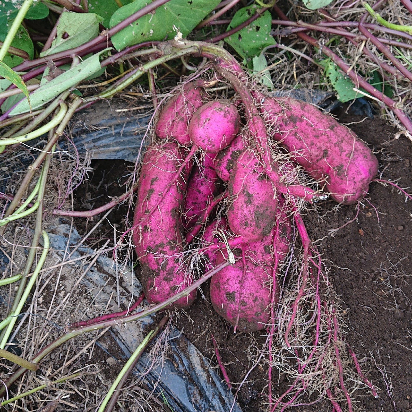 熟成さつまいも(3キロ、紅あずま、期間限定) | 野菜/野菜セット